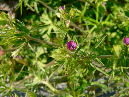 {Geranium dissectum}